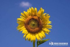 向日葵远程控制软件和网管家员工远程控制软件的比较